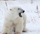 Yawning bear